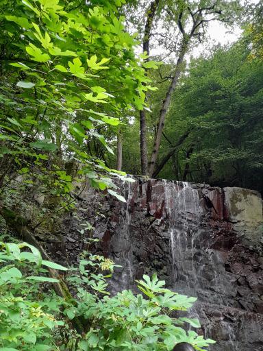 عکس جنگل های دیلمان