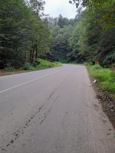 عکس جنگل های دیلمان