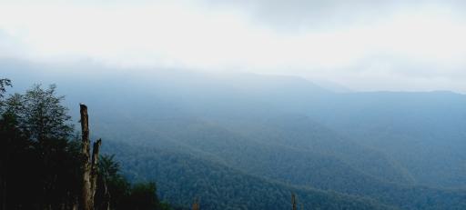 عکس جنگل های دیلمان