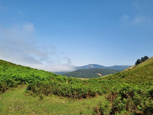 عکس جنگل های دیلمان