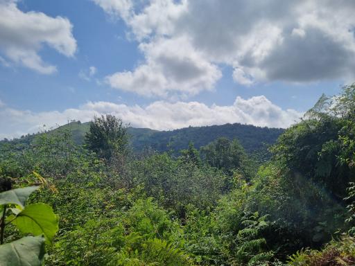 عکس جنگل های دیلمان