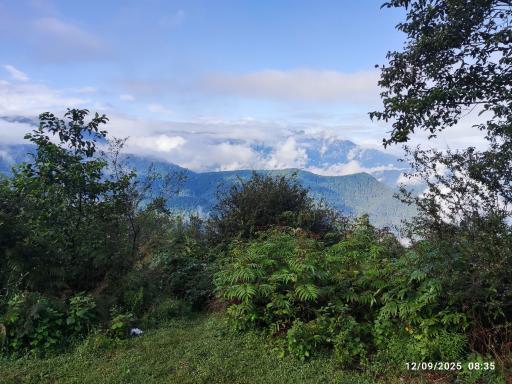 عکس جنگل های دیلمان