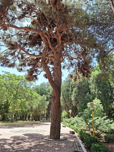 عکس باغ ملی