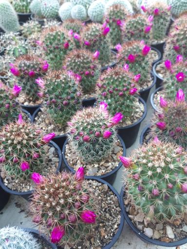 عکس گلسرای یاسی