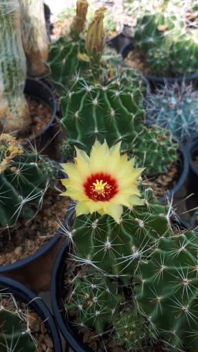 عکس گلسرای یاسی