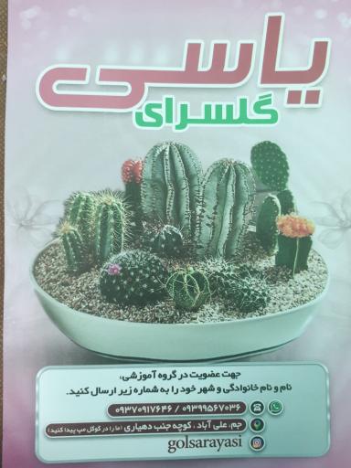 عکس گلسرای یاسی