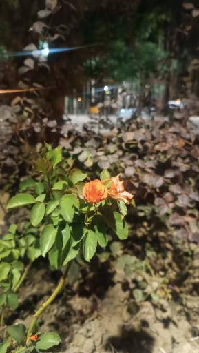 عکس پارک توحید