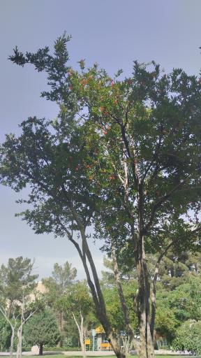 عکس پارک توحید