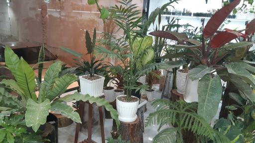 عکس گل هانا