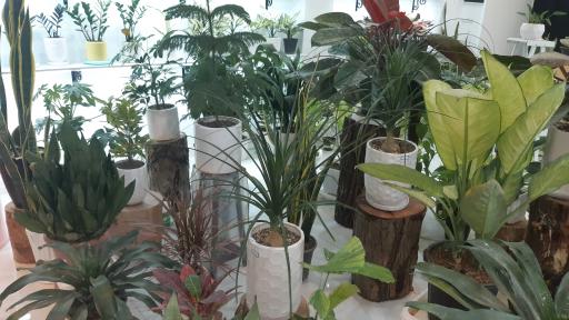 عکس گل هانا