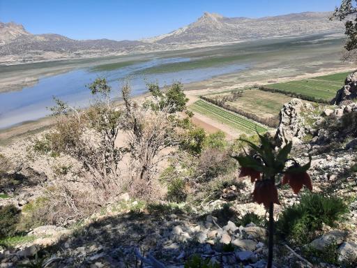 عکس دریاچه دشت ارژن