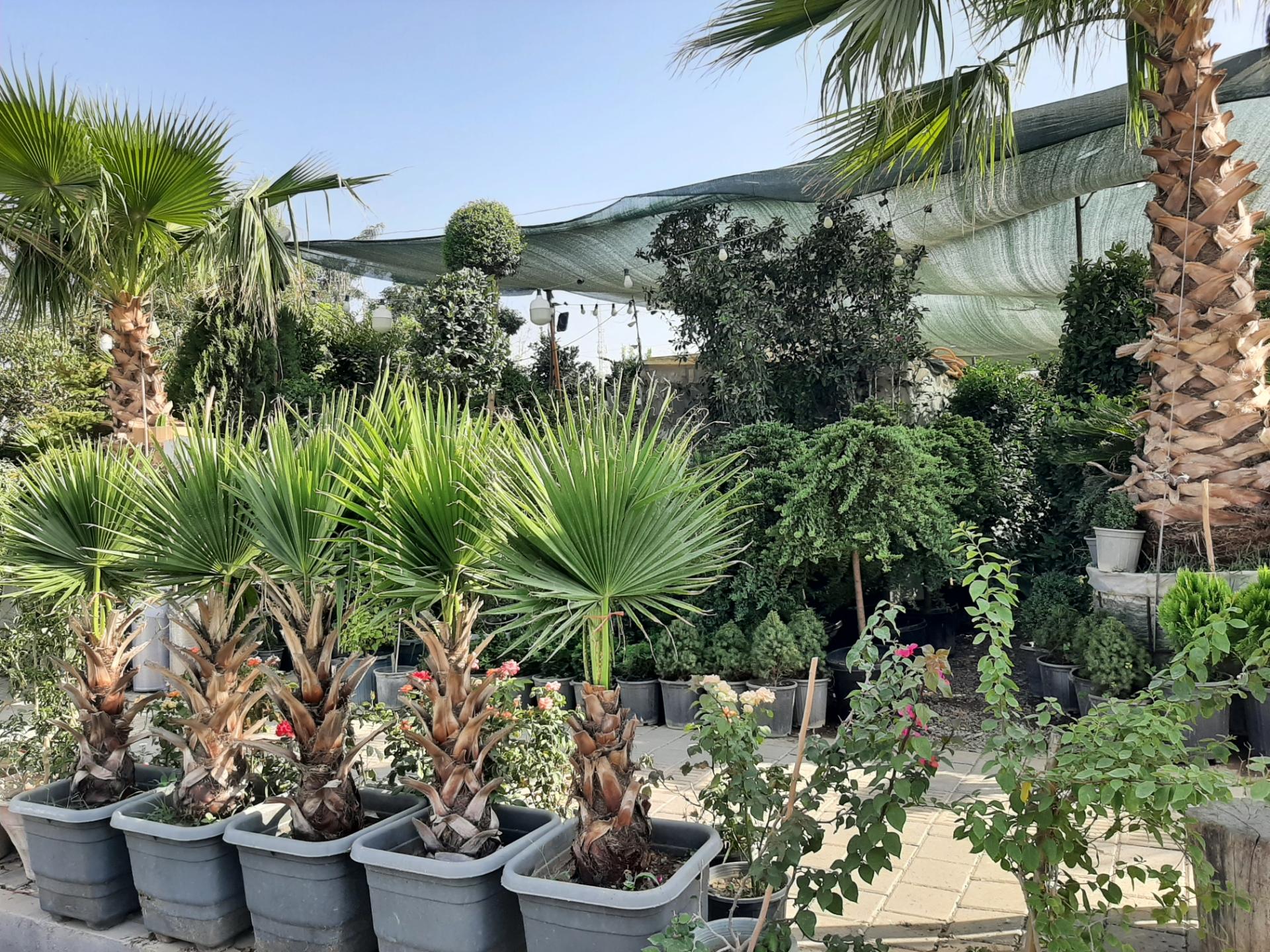 عکس بازار گل