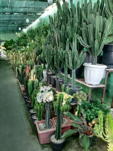 عکس بازار گل