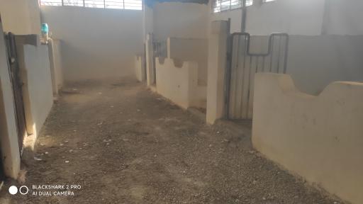 عکس باشگاه سوارکاری سنجابی 