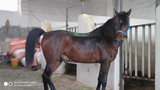 عکس باشگاه سوارکاری سنجابی 