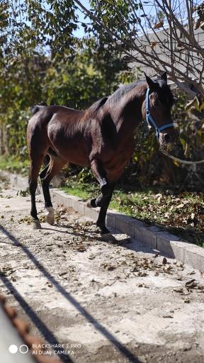 عکس باشگاه سوارکاری سنجابی 