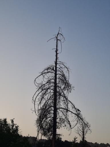 عکس پارکرود 