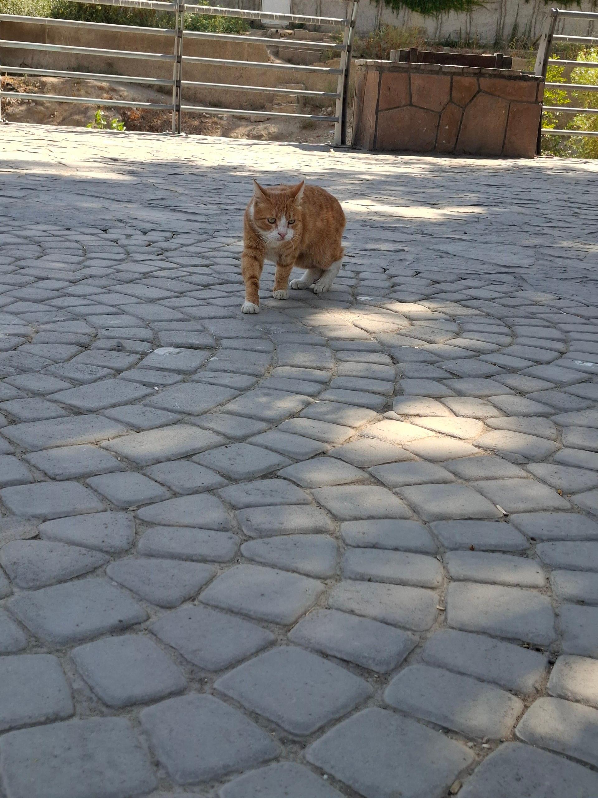 عکس پارکرود 