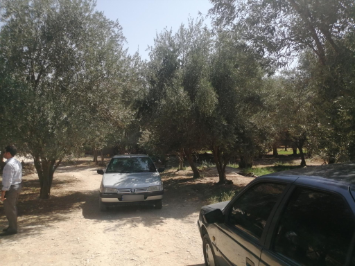 عکس باغ زیتون قنبری