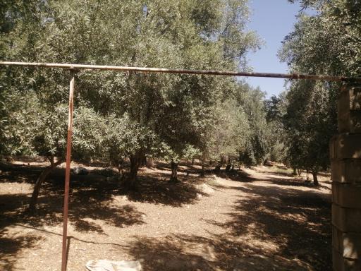 عکس باغ زیتون قنبری