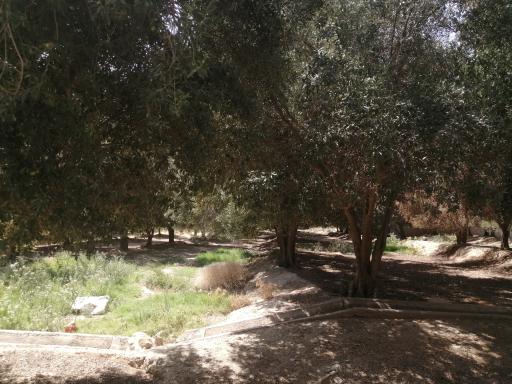 عکس باغ زیتون قنبری