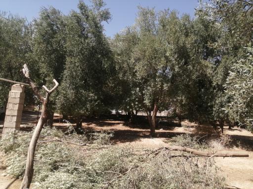 عکس باغ زیتون قنبری