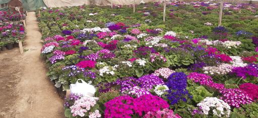 عکس تولیدی گل وگیاه مقدم