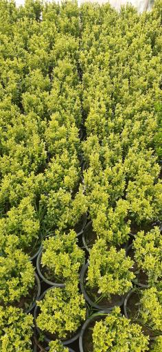 تولیدی گل وگیاه مقدم