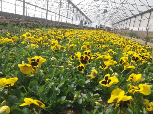 تولیدی گل وگیاه مقدم