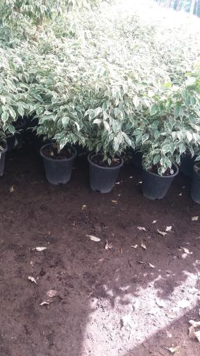 عکس تولیدی گل وگیاه مقدم