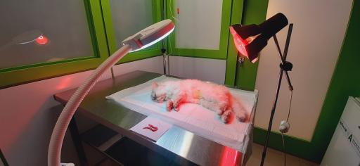 عکس کلینیک دامپزشکی حیوانات خانگی آلفا پِت