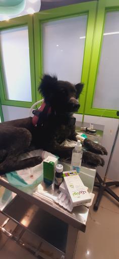 عکس کلینیک دامپزشکی حیوانات خانگی آلفا پِت