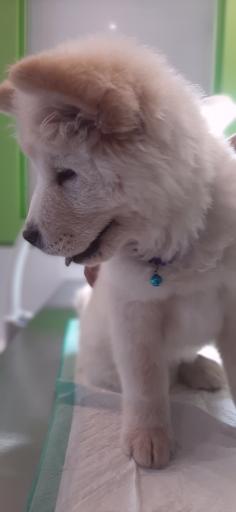 عکس کلینیک دامپزشکی حیوانات خانگی آلفا پِت