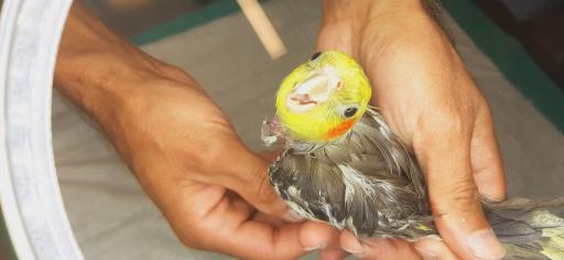 عکس کلینیک دامپزشکی حیوانات خانگی آلفا پِت