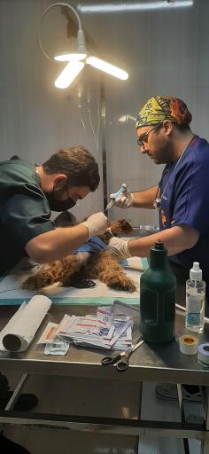 عکس کلینیک دامپزشکی حیوانات خانگی آلفا پِت