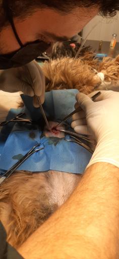 عکس کلینیک دامپزشکی حیوانات خانگی آلفا پِت