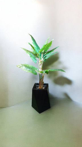 عکس گل لاریس