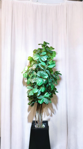 عکس گل لاریس