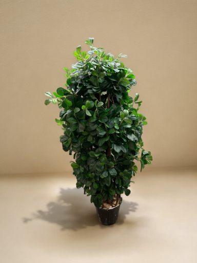 عکس گل لاریس