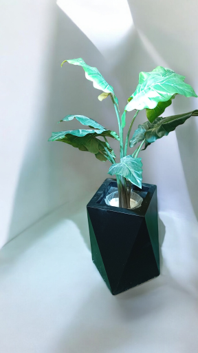 عکس گل لاریس