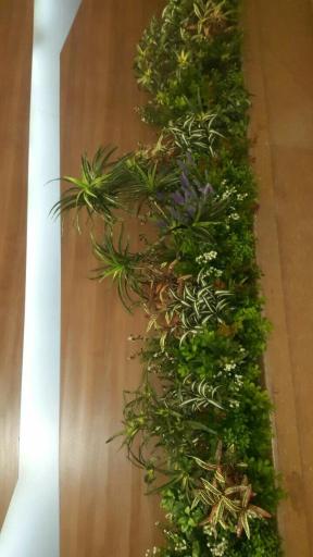 عکس گل لاریس