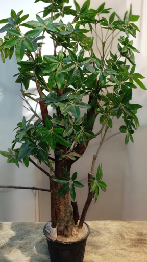 عکس گل لاریس