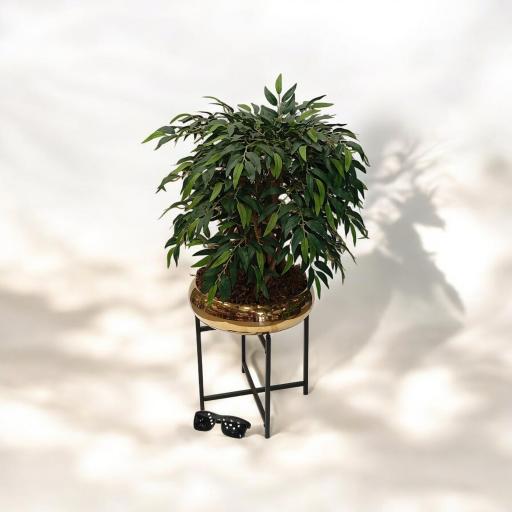 عکس گل لاریس