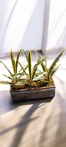 عکس گل لاریس