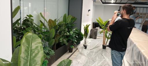 عکس گل لاریس