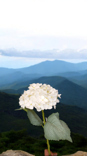 عکس گل لاریس