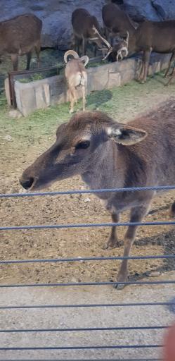 عکس دهکده گردشگری گهر پارک