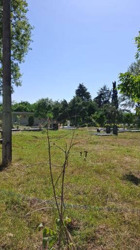 عکس آرامستان سنگ چین