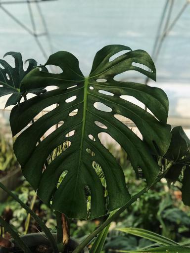 عکس گلخانه هویا