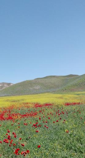 عکس ناولیق